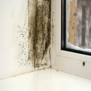 Docker BIOGREEN и Telakka MOLD: выбираем средство для удаления плесени Docker BIOGREEN и Telakka MOLD: выбираем средство для удаления плесени